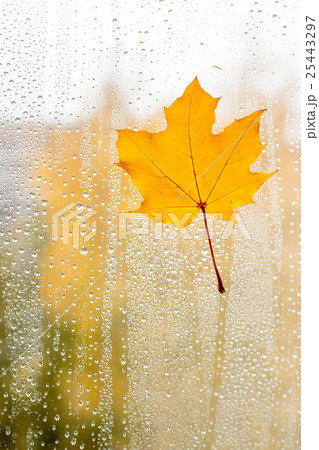 Autumn maple leaf on glass with water drops. Autumn maple leaf on glass with water drops. 25443297