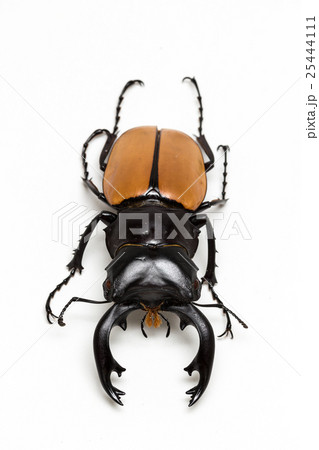 Stag Beetle (Odontolabis mouhoti ) Male Stag Beetle (Odontolabis mouhoti ) Male 25444111