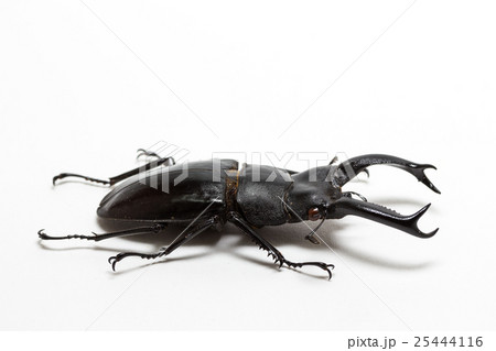 Stag Beetle (Hexarthrius nigritus) Stag Beetle (Hexarthrius nigritus) 25444116