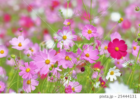 ピンク色と赤色のコスモスの花 25444131