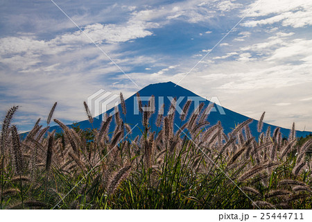 チカラシバと富士山 25444711