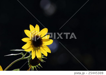 ひまわり サンリッチオレンジ その7。 Sunflower ひまわり サンリッチオレンジ その7。 Sunflower 25445309