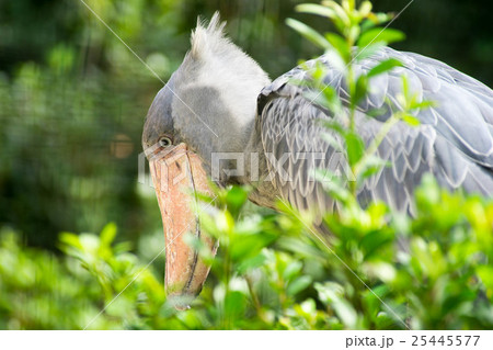 ハシビロコウ ハシビロコウ 25445577