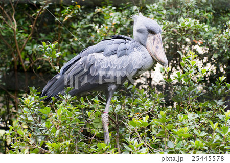 ハシビロコウ ハシビロコウ 25445578