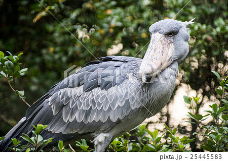 ハシビロコウ 25445583