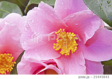 ヒゴサザンカ-A ヒゴサザンカ-A 25445643