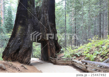 セコイアのトンネル 25447492