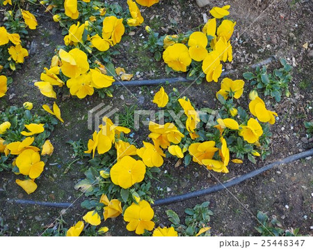 Violet flower 25448347