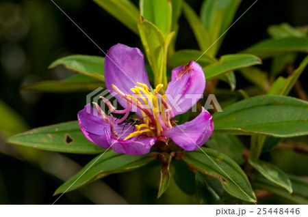 Wild Purple flower with 5 petals in the forest Wild Purple flower with 5 petals in the forest 25448446