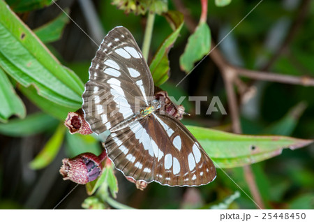 The Honshu White Admiral (Limenitis glorifica) The Honshu White Admiral (Limenitis glorifica) 25448450