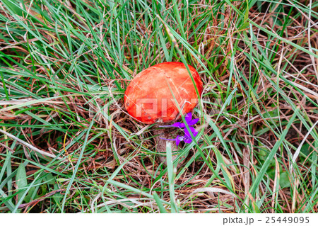 Forest mushroom wild in the forest Forest mushroom wild in the forest 25449095
