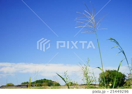 秋の日にススキ一本 25449296