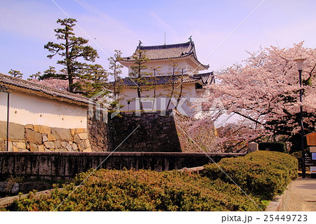 名古屋城(名古屋市)内に咲く桜 名古屋城(名古屋市)内に咲く桜 25449723