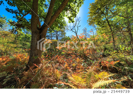 紅葉 志賀高原 琵琶池外周の写真素材