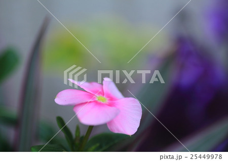 ニチニチソウ 25449978