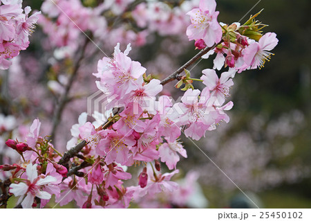 桜 さくら サクラ 25450102