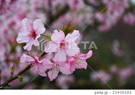 桜 さくら サクラ 25450103