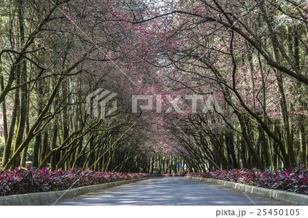 桜 さくら サクラ 25450105