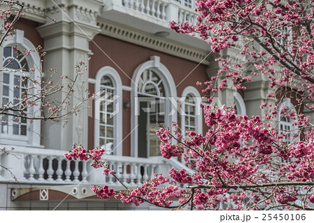 桜 さくら サクラ 25450106