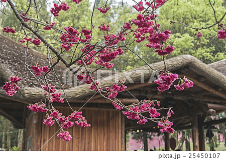 桜 さくら サクラ 25450107