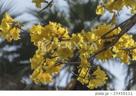 黄色い花 黄色の花 黄色花 25450111