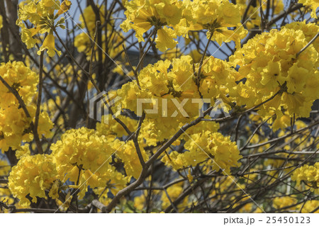 黄色い花 黄色の花 黄色花 25450123