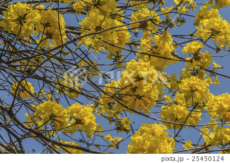 黄色い花 黄色の花 黄色花 25450124
