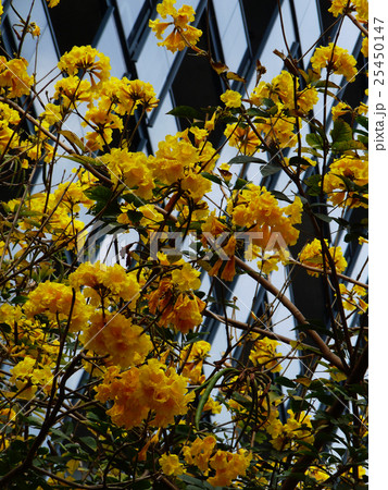黄色い花 黄色の花 黄色花 25450147