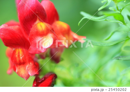 キンギョソウの花 キンギョソウの花 25450202