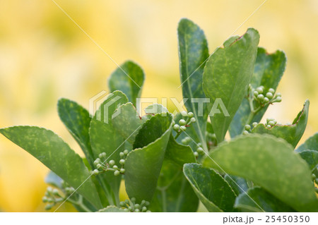 Evergreen garden plant Euonymus japonica leaves on 25450350
