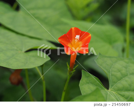 マルバルコウ マルバルコウ 25450697