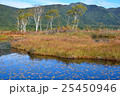 尾瀬ヶ原の池塘と白樺 25450946