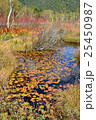 尾瀬のヒツジグサの紅葉 25450987
