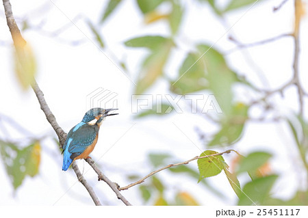 小魚を食べるカワセミ 小魚を食べるカワセミ 25451117