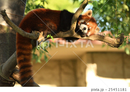 レッサーパンダ 25451181