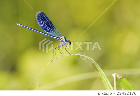 Dragonfly outdoor (coleopteres splendens) 25452176