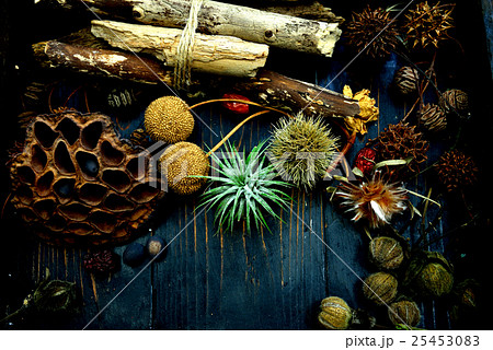 木の実 25453083
