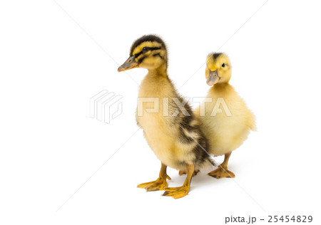 small geese isolated 25454829