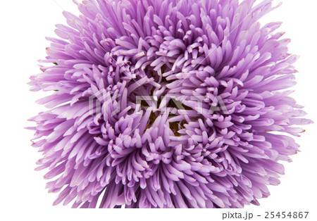 Beautiful flower aster isolated Beautiful flower aster isolated 25454867