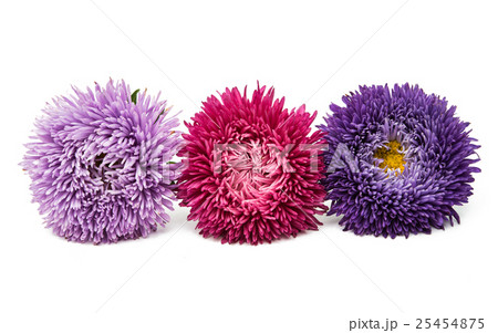 aster flowers aster flowers 25454875