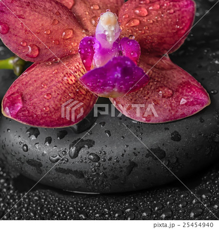 Beautiful spa concept of deep purple orchid Beautiful spa concept of deep purple orchid 25454940