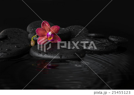 Beautiful spa concept of deep purple orchid Beautiful spa concept of deep purple orchid 25455123