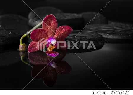 spa concept of dark purple orchid (phalaenopsis) spa concept of dark purple orchid (phalaenopsis) 25455124