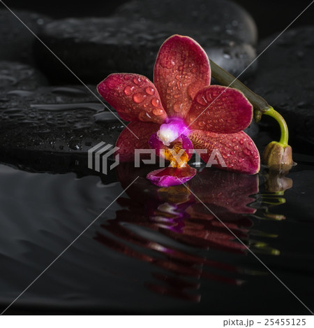spa concept of dark purple orchid (phalaenopsis) spa concept of dark purple orchid (phalaenopsis) 25455125