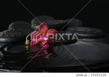 spa concept  of dark purple orchid (phalaenopsis) 25455126