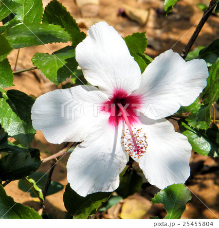 Ramat Gan Wolfson Park white Hibiscus 2010 25455804