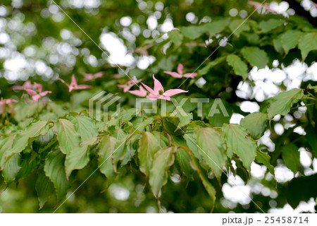 赤いヤマボウシ 赤いヤマボウシ 25458714