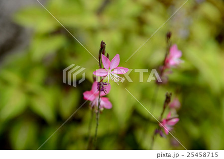 赤い白蝶草 赤い白蝶草 25458715