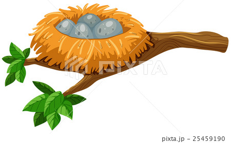 Four eggs in bird nest Four eggs in bird nest 25459190