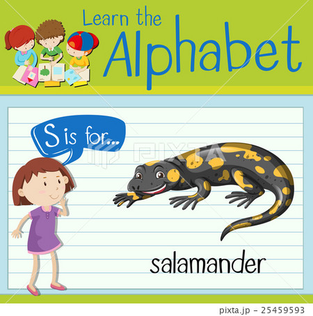 Flashcard letter S is for salamander 25459593